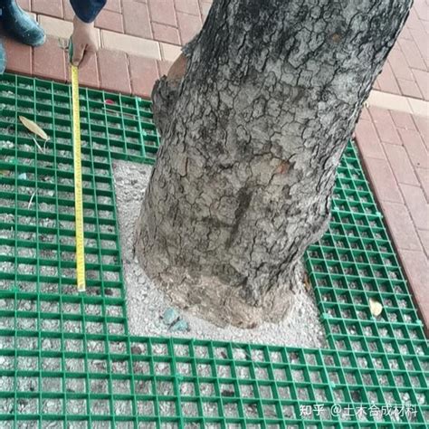 塑料树韩国免费完整版