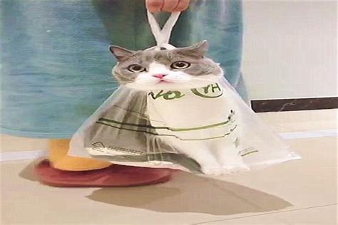 塑料袋装猫