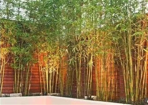 复古风格庭院种植什么竹子好
