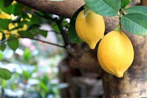 夏天可以种植柠檬吗
