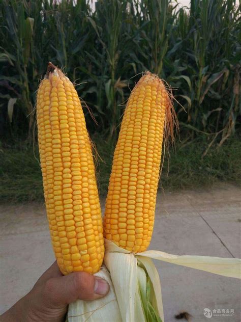 夏季河北玉米品种哪个高产