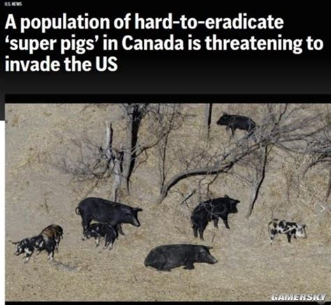 外媒加拿大超级猪入侵美国