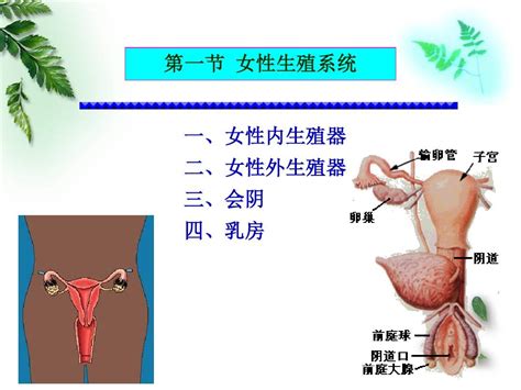 外生殖器结构与解剖概述