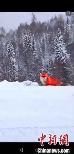大兴安岭夫妻俩看见红色狐狸