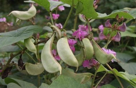 大扁豆的种植方法