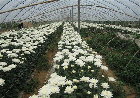 大棚种植白菊花每亩利润