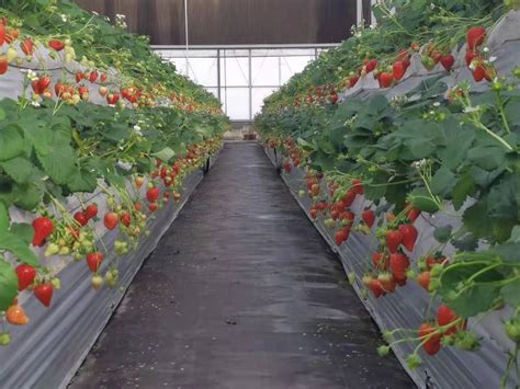 大棚草莓种植技术及日常管理