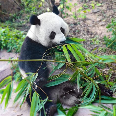 大熊猫吃着竹子发现不见了
