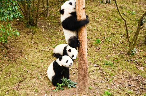 大熊猫基地招聘条件