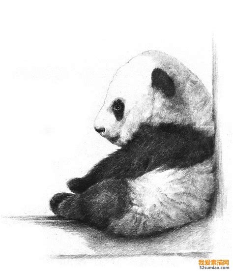 大熊猫外形描写