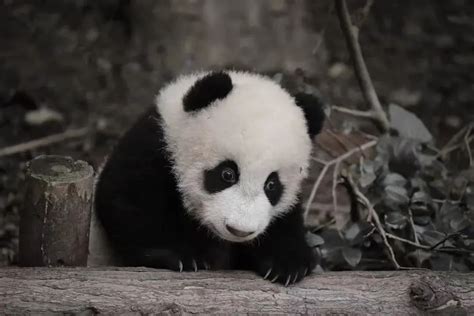 大熊猫宝新