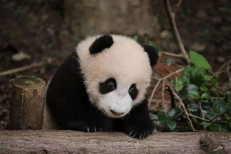 大熊猫宝新已去世后续