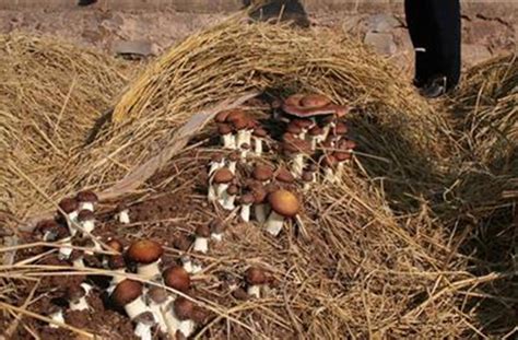 大球盖菇在室内种植的技术