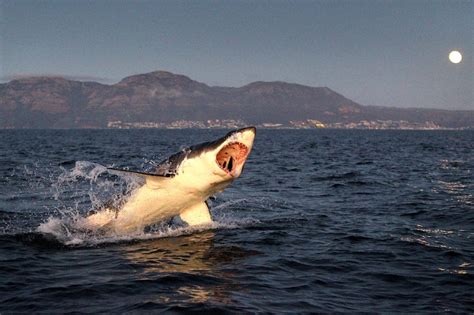 大白鲨的天敌