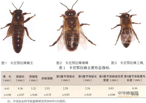 大蜂蜂种