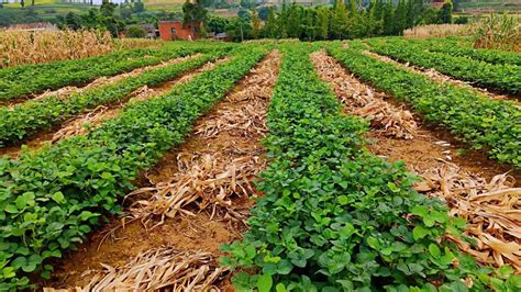 大豆高产种植新技术的方案