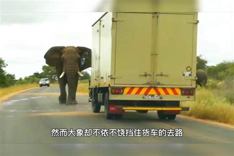 大象上马路大车司机吓得直倒退