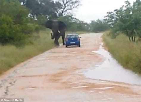 大象发疯推翻车
