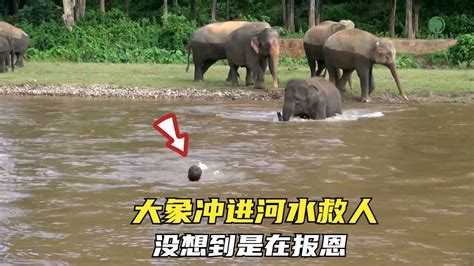 大象掉入水坑全过程