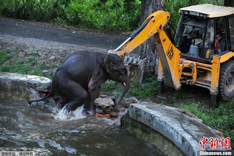 大象掉入水池正在营救中