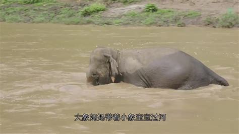 大象掉入泥塘爬不起来