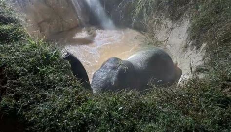 大象掉入泥池中