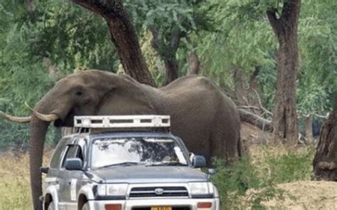 大象无故追逐汽车