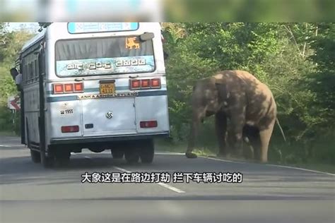大象疯狂攻击过往车辆
