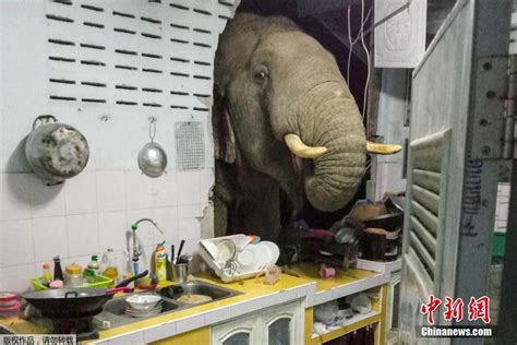 大象闯入人家屋头
