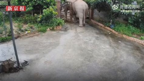 大象闯入农户家