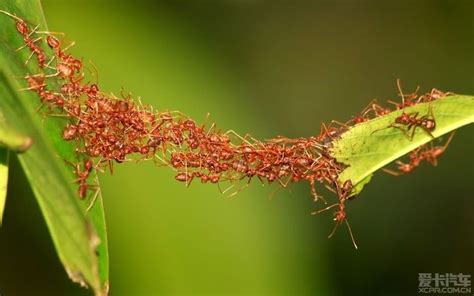大量蚂蚁聚集预示什么