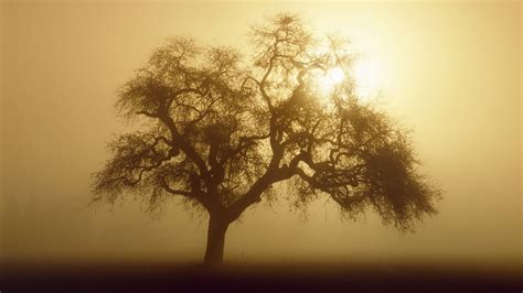 大雾中的树影