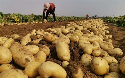 大面积种植土豆全过程
