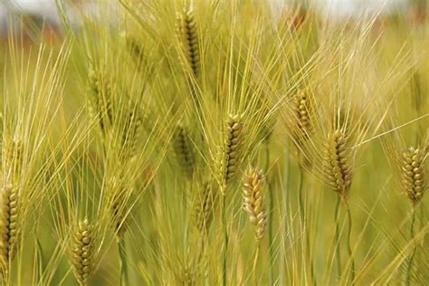大麦生长条件是什么