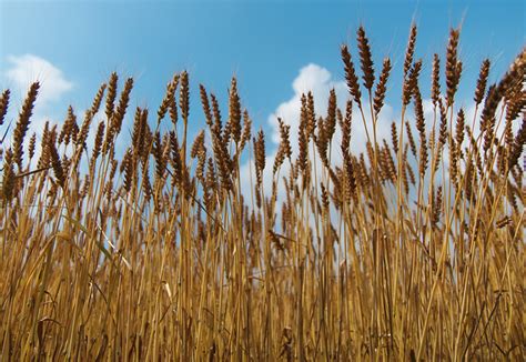 大麦种植环境要求