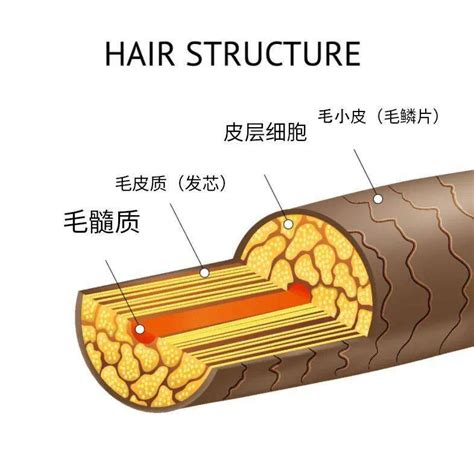 头发结构剂