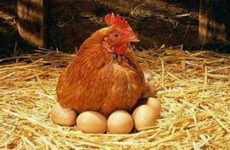 女人梦到土里捡鸡蛋