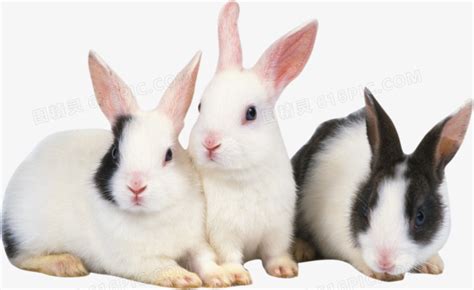 女人梦见三只兔子