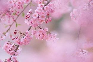 女人梦见粉色花树