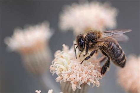 女人梦见被蜜蜂蛰了是什么征兆