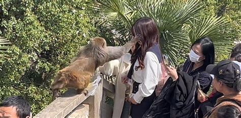 女子景区给猴子喂食遭掌掴原因