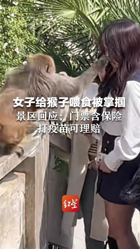 女子给猴子喂食被掌掴 景区回应:含保险、打疫苗可理赔