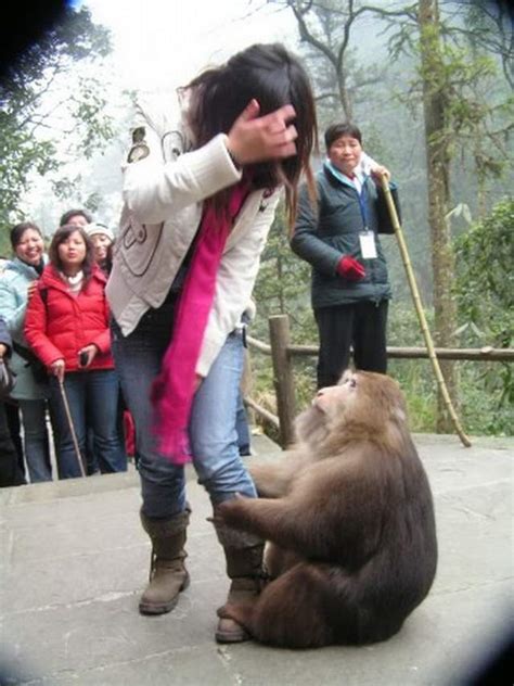 女子给猴子喂食遭掌掴