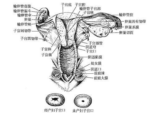 女性人体器官阴道解剖学