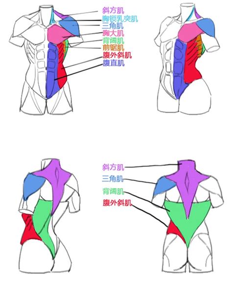 女性胸部肌肉解剖