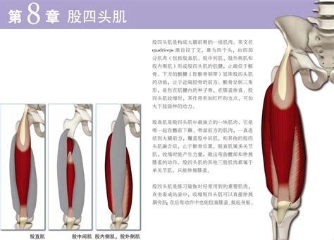 如何增强膝关节的韧带