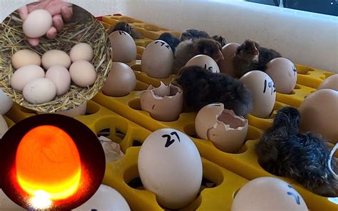 如何孵化鸡蛋