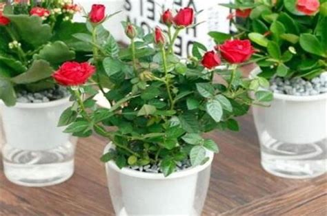 如何用盆栽栽种玫瑰花