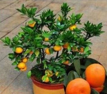 如何种植橘子