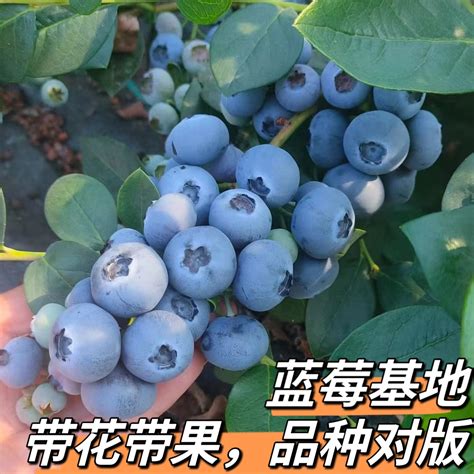 如何种植蓝莓树苗盆栽